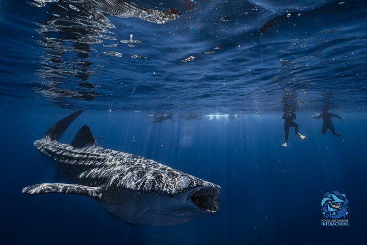 Snorkel with Giants at Ningaloo Reef