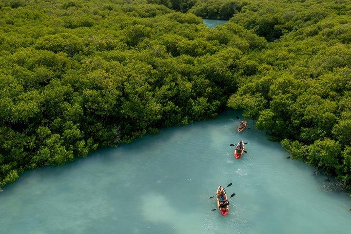 1 Hour Mangrove Kayak Tour