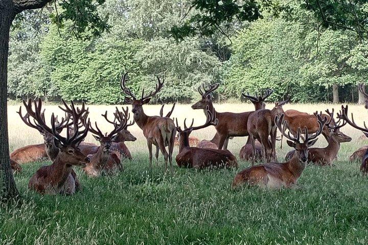 London E-Bike Tour | Richmond Park Deer & Hidden Gems