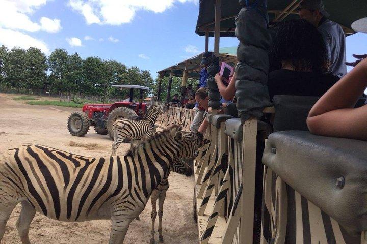 Africano Park Safari Family Friendly Animal Adventure
