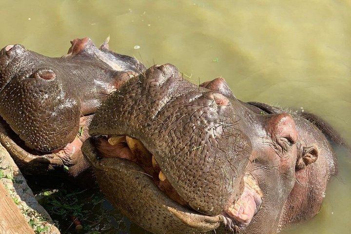 Africano Park Safari Family Friendly Animal Adventure