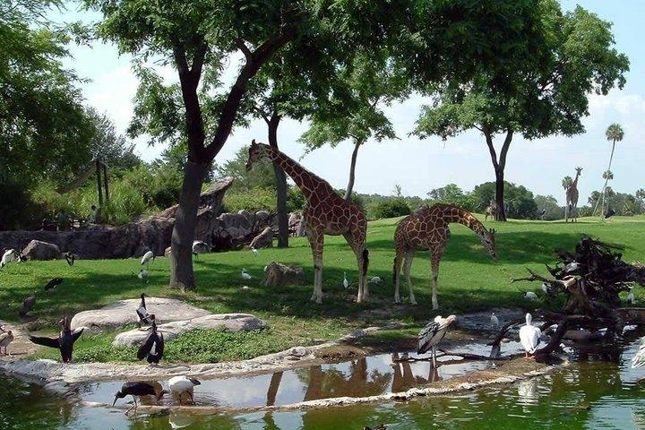 Africano Park Safari Family Friendly Animal Adventure