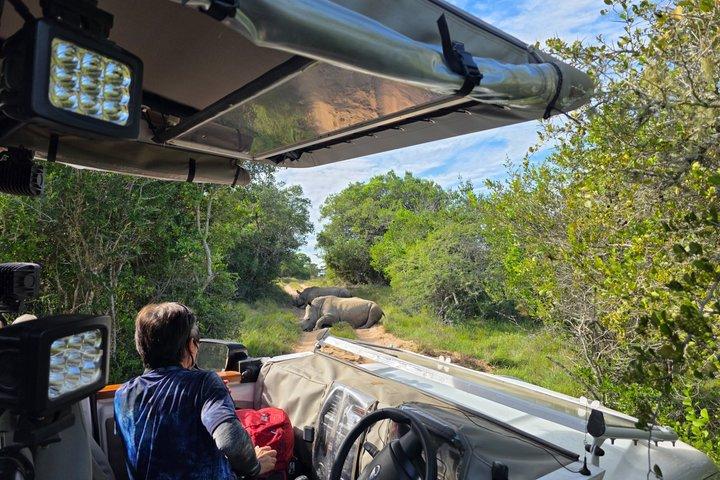 Full-Day Addo Park & Schotia Reserve (Open 4x4 Vehicle)