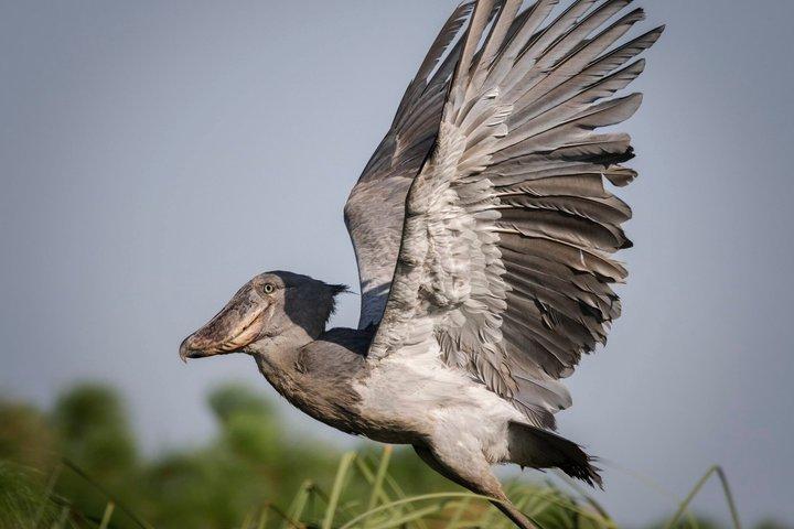Half Day Mabamba Swamp Shoebill Birding Canoe Tour