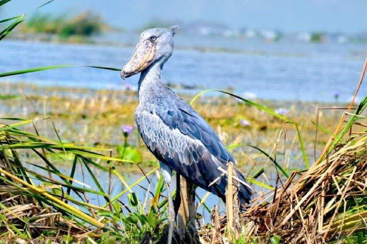 Half Day Mabamba Swamp Shoebill Birding Canoe Tour