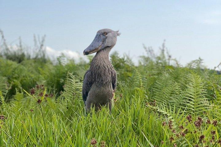 Half Day Mabamba Swamp Shoebill Birding Canoe Tour
