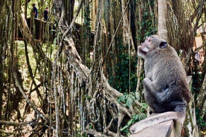 Ubud Private Tour: Hidden Waterfalls, Rice Terraces & Temple