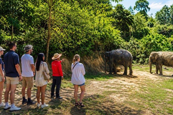 Phuket Elephant Observation Walk with Hotel Transfer