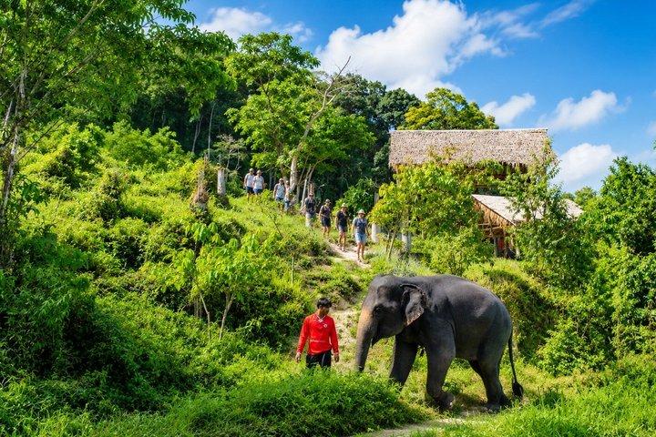Phuket Half-Day Elephant Observation Tour with Lunch & Transfer