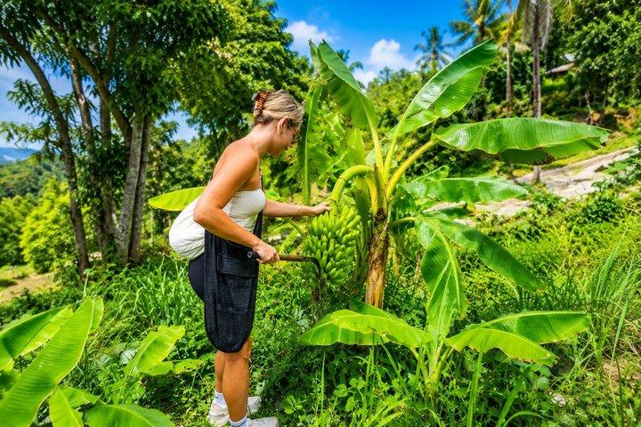 Phuket Elephant Observation Walk with Hotel Transfer