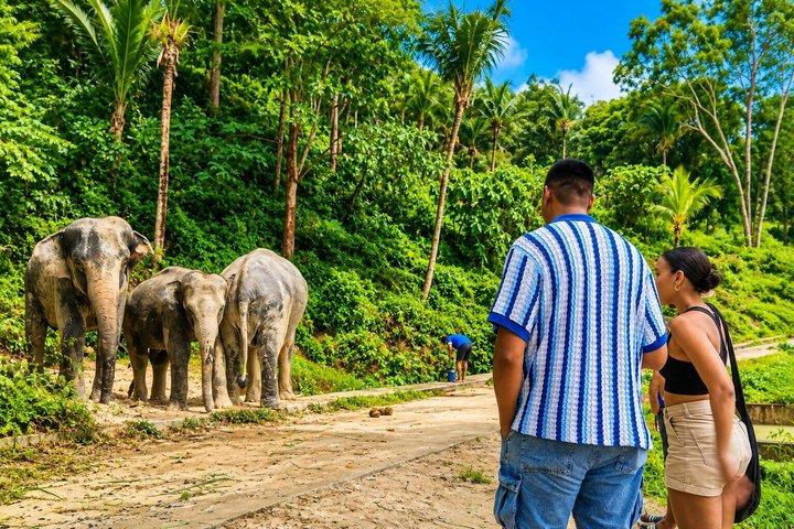 Phuket Elephant Observation Walk with Hotel Transfer
