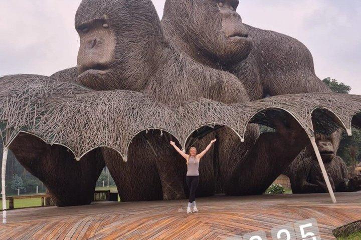 Golden Monkey Trekking in Volcano National Park