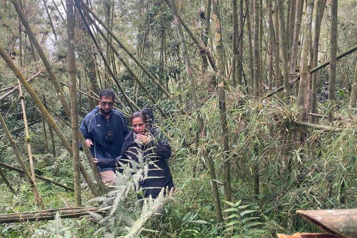 Golden Monkey Trekking in Volcano National Park
