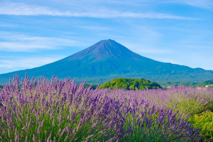 Mt. Fuji Scenic Tour: Lakes, Oshino Hakkai & Chureito PagodaTour