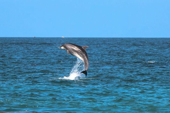 Lisbon: Jeep Tour + Boat Trip Watching Dolphins + Hotel Pick-Up
