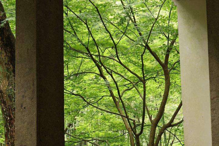 Hangzhou Half Day Tour in Pagoda Bamboo Grove and Old Street