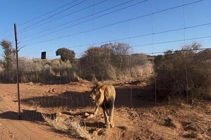 N/a'an ku se Wildlife Sanctuary Day Trip From Windhoek