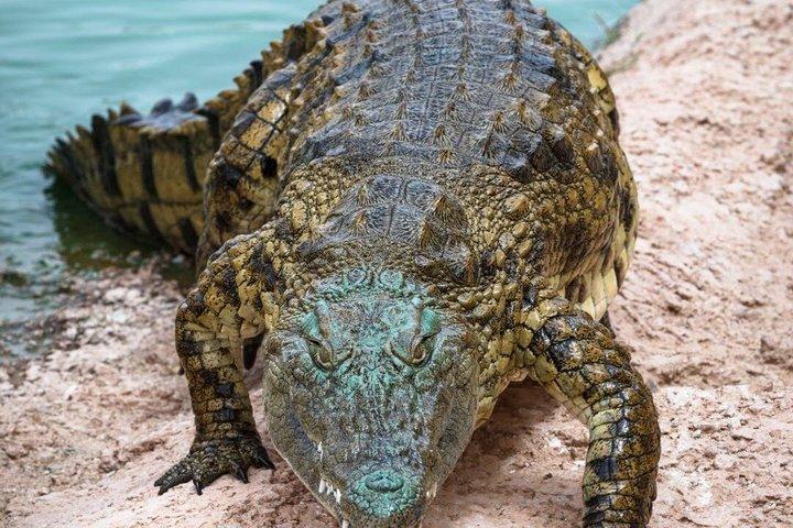 Crocoparc Agadir Day Trip with Round-Trip Transportation