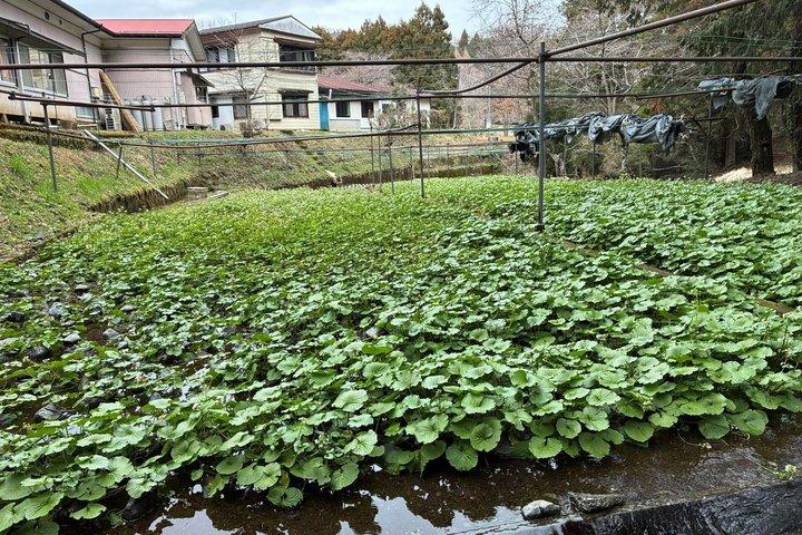 Mt Fuji Views Tour by Bullet Train Hokusai Train and Wasabi Farm