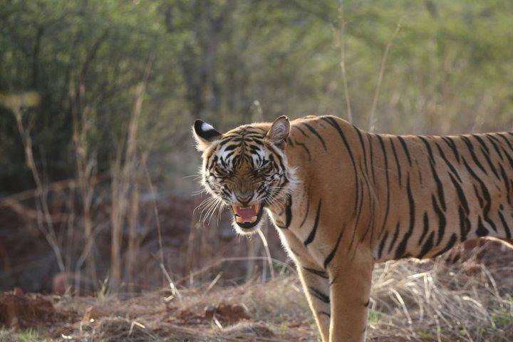3 Day Ranthambore & Kuno Safari Tour from Jaipur/Ranthambore