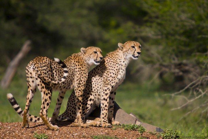 3 Day Ranthambore & Kuno Safari Tour from Jaipur/Ranthambore