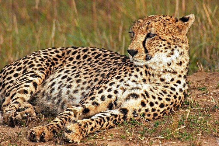 3 Day Ranthambore & Kuno Safari Tour from Jaipur/Ranthambore