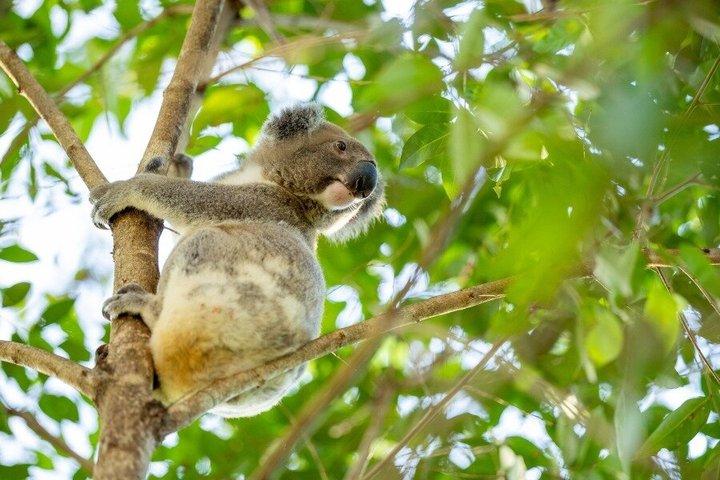 Gold Coast Day Tour From Brisbane