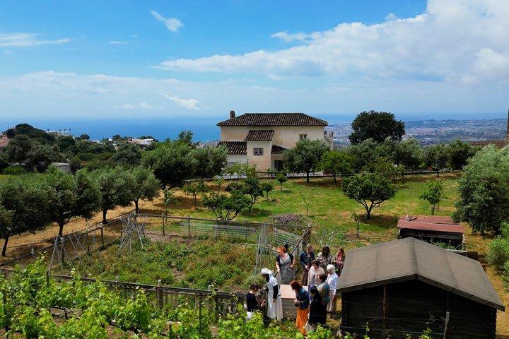 Near Malaga: Mijas Organic Vineyard, 5 Wines, 2 Oils & Tapas