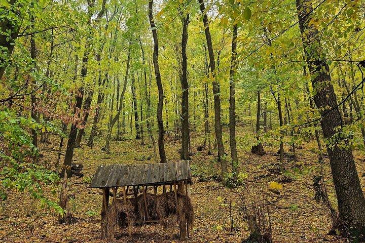 Full day tour to Plaiul Fagului Reserve, Honey & Monastery