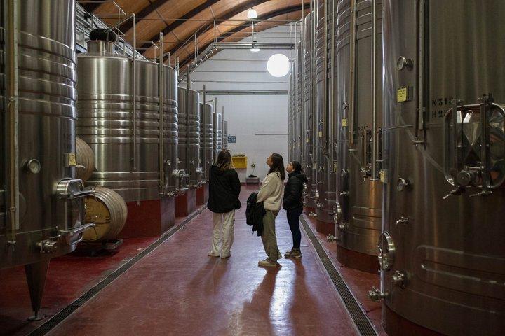 Vineyards Tour in Mendoza: Wine & Olive Oil Tasting Experience