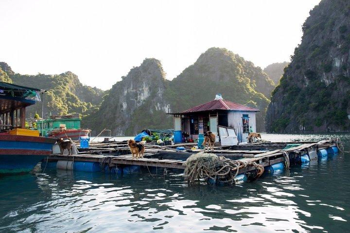 Bai Tu Long Bay Scenic Day Cruise from Halong Port