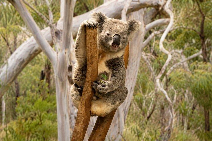 Blue Mountains Private Tour from Sydney: Scenic World & Koalas