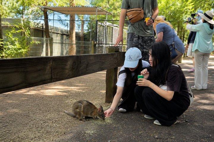 Blue Mountains Private Tour from Sydney: Scenic World & Koalas
