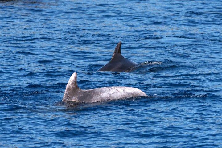 Dolphin Watching Boat Tour in Hvar with lunch and drinks unlimit
