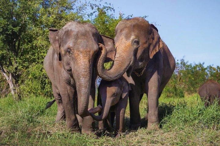 Ethical Elephant Sanctuary Experience with Hotel Pickup