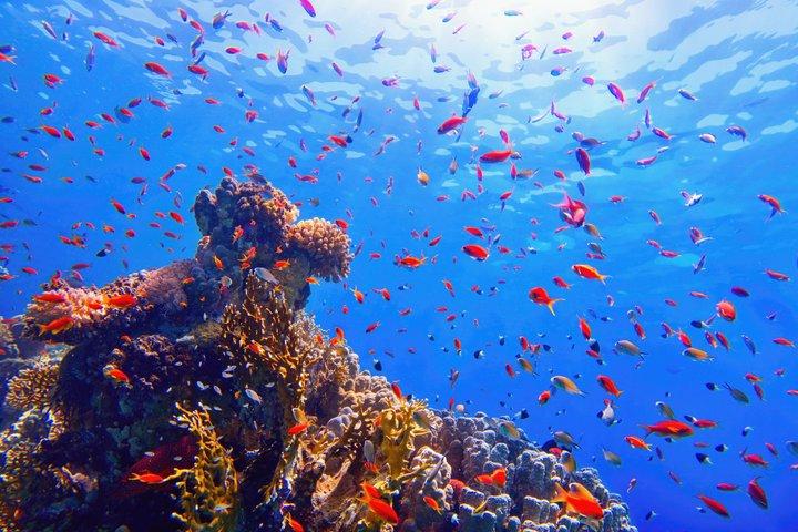 Sharm El Sheikh Ras Mohammed and White Island Cruise with Lunch