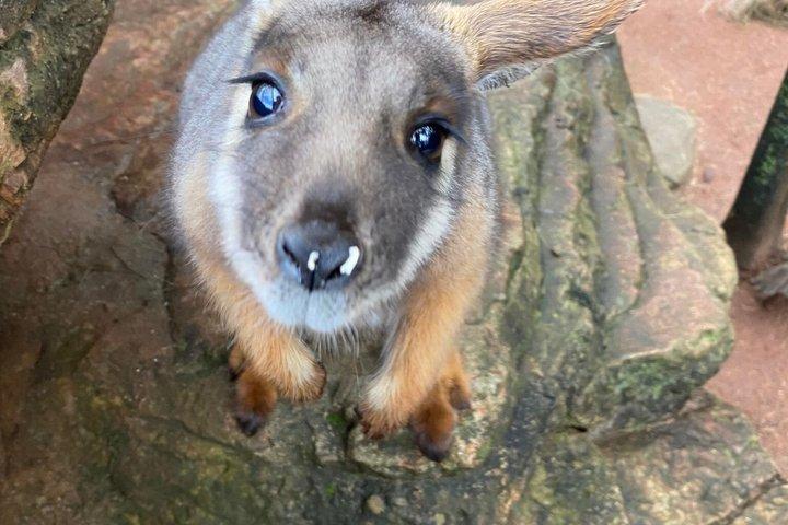 WILD LIFE Sydney Zoo Ticket