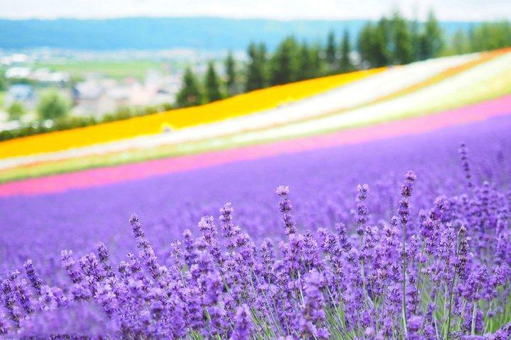 Hokkaido Farm Tomita Shikisai Hill Waterfall& Blue Pond Day Tour