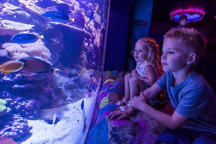 SEA LIFE Sunshine Coast Aquarium Entrance Ticket