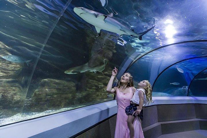 SEA LIFE Sunshine Coast Aquarium Entrance Ticket