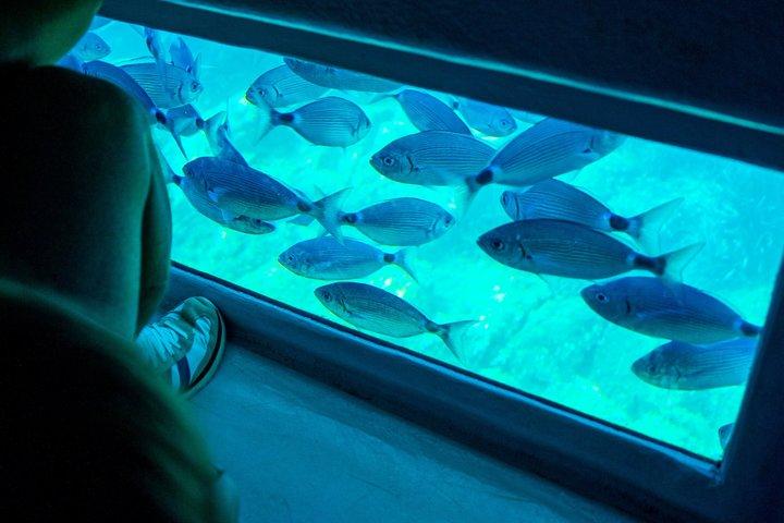 From Roses: Cap Norfeu Joncols & Underwater Views + Audio Guide