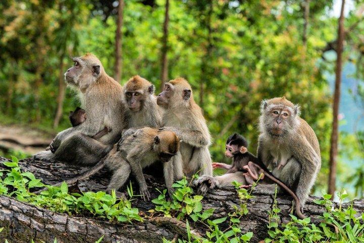 Ubud Private Tour - All Inclusive Premium Experience