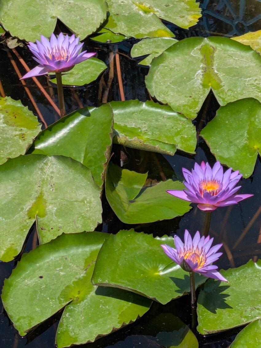 Review photo