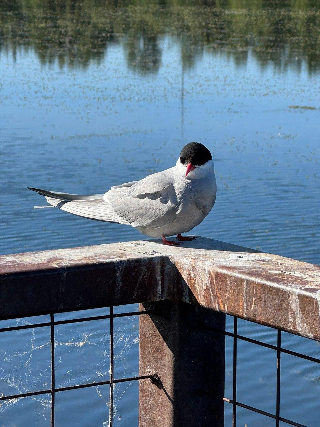 Review photo