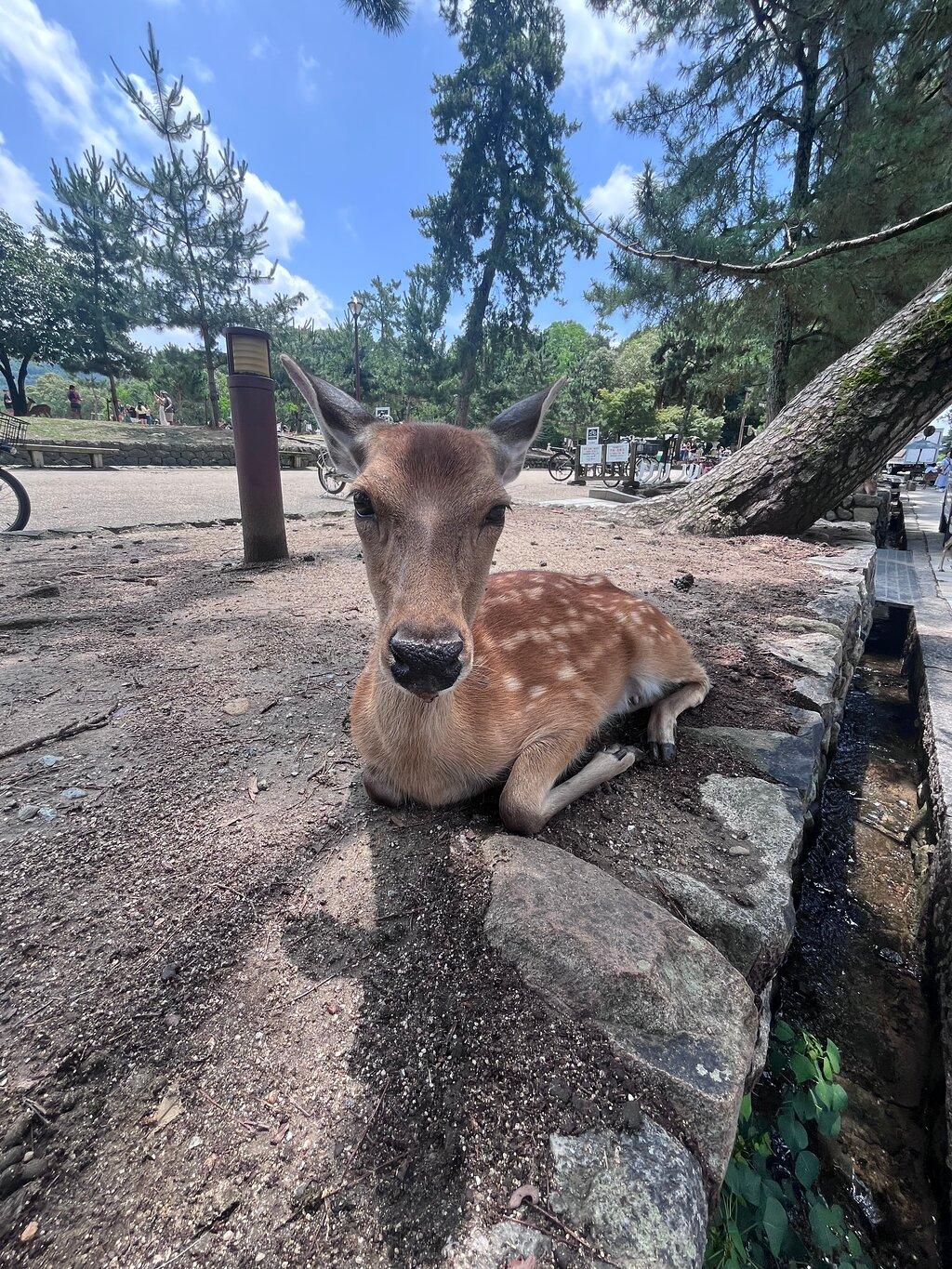 Review photo
