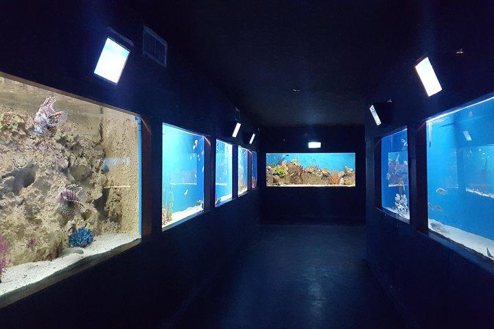 Skip the Line: Santa Marta Marine World Aquarium Admission Ticket and Guide