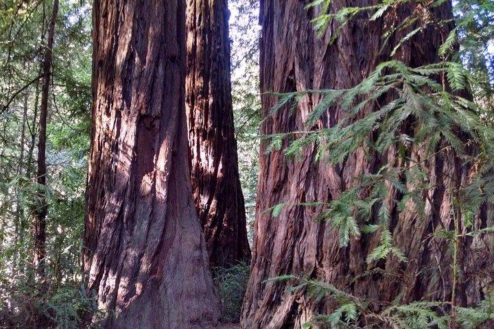 Muir Woods, Sausalito and Tiburon Day Trip from San Francisco