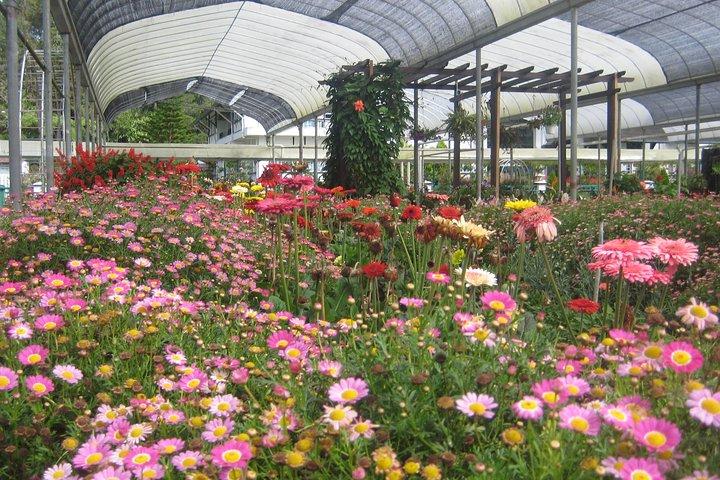 Cameron Highlands Sightseing Tour