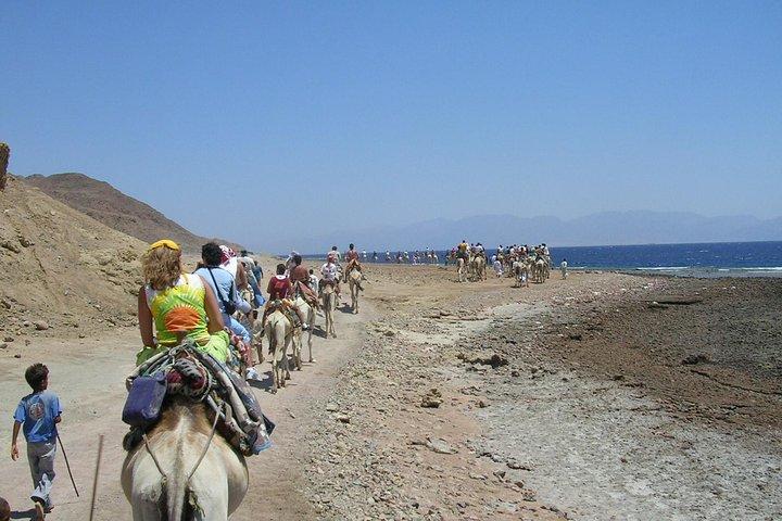 Ras Abu Gallum & Blue Hole Snorkel Safari by Jeep and camel