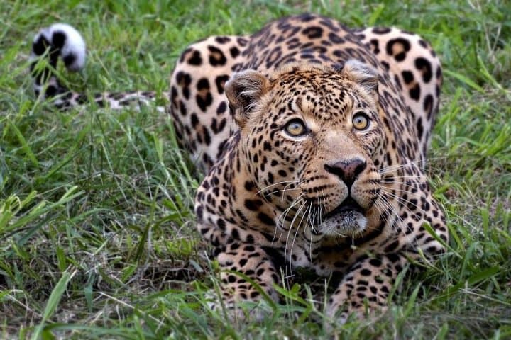 Private Safari Tour to Aquila Private Game Reserve excluding Entrance Fees